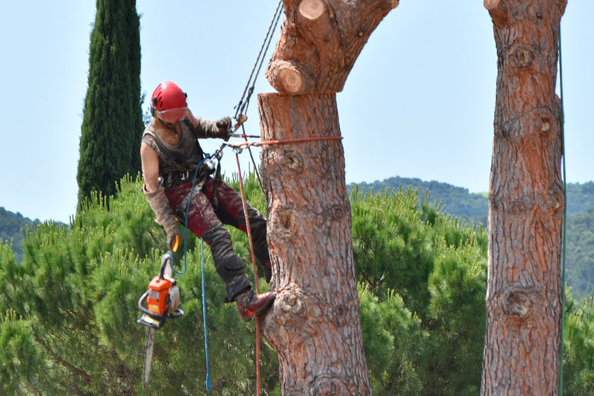You are currently viewing CS Arboriste Élagueur