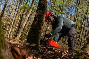 Lire la suite à propos de l’article Brevet Professionnel Responsable de Chantiers de Bûcheronnage Manuel et de Débardage